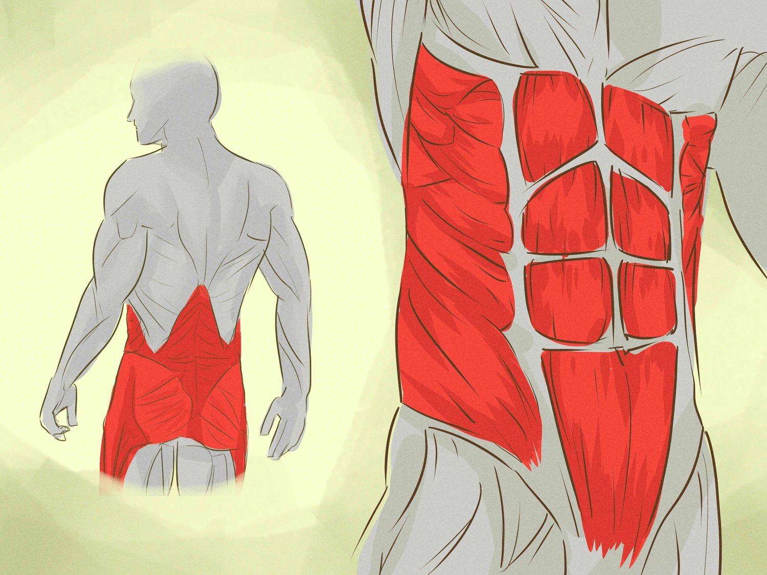 Мышцы средней части тела
